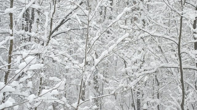 Snow falling on background of leafless deciduous trees