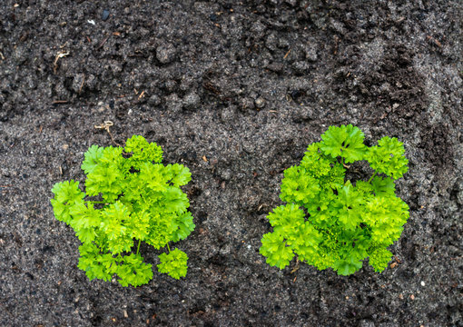 Curly Garden Parsley Plants From Above