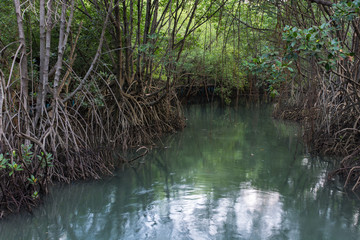 The forest mangrove