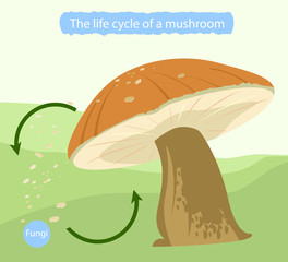 The life cycle of a mushroom,nature background
