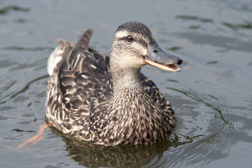 duck on the water