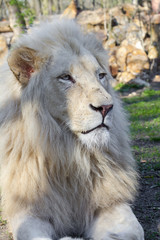 White lion (Panthera leo krugeri)