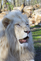 Obraz na płótnie Canvas White lion (Panthera leo krugeri)