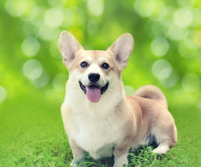 Happy dog Welsh Corgi Pembroke sitting on the grass in summer