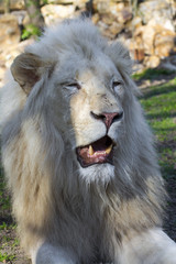 White lion (Panthera leo krugeri)