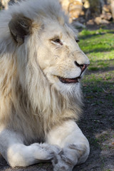 White lion (Panthera leo krugeri)