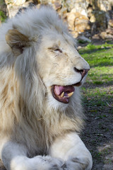 White lion (Panthera leo krugeri)