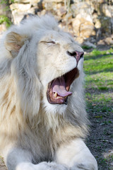 White lion (Panthera leo krugeri)