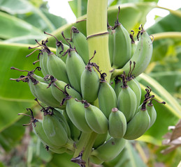 Banana tree with a bunch of bananas