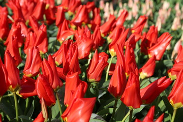 Rote Tulpen