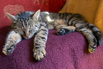 cat sleeping on a blanket