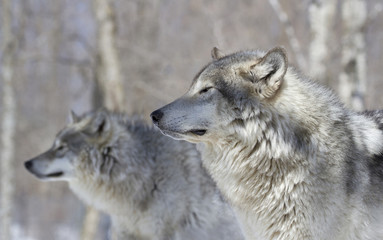 portrait de deux loups