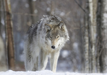 loup gris en hiver