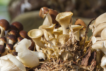 cultivated mushrooms