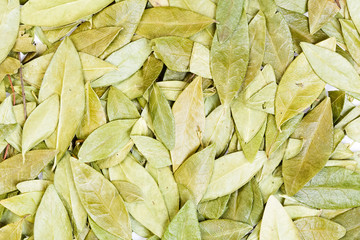Dry leaves of the vinca for medical use.