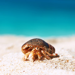Hermit crab at beach