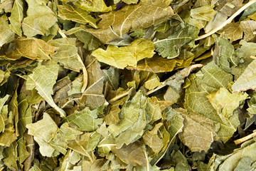 Dry mulberry leaves for medical use.