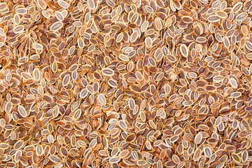 Dill seed close-up photo.