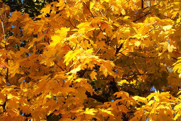 Naklejka na ściany i meble Autumn maple