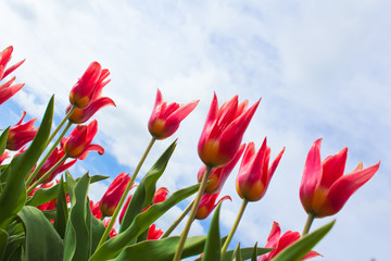 rote Tulpen vor Himmel