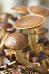 cultivated mushrooms