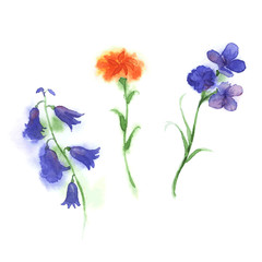 Watercolor of three flowers. Botanical vector illustration