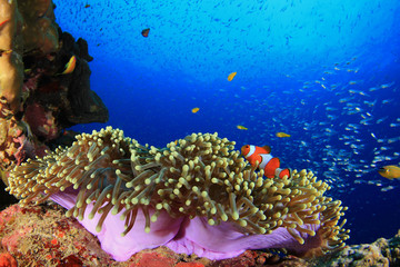 Naklejka na ściany i meble Anemone and clownfish in coral reef