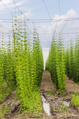 Fototapeta na wymiar Plantation of hops