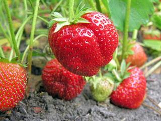 close-up of the ripe strawberry