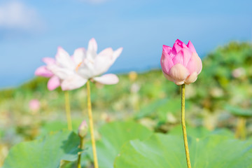 Obraz premium pink lotus in lotus swamp at 