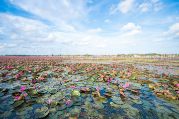 lotus rose dans le marais de lotus à &quot Talay-Noi&quot  province de Pattalung, Tha