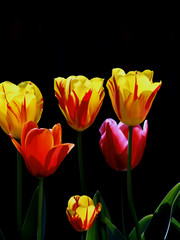 チューリップ,の花