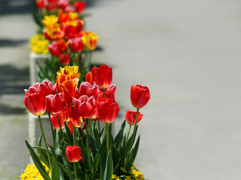 チューリップ,の花道