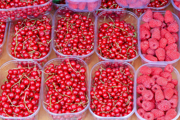 Red currant