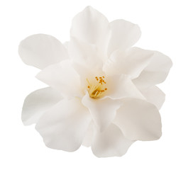 Fototapeta na wymiar camellia flower