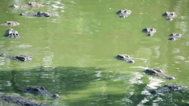 crocodile, alligator on an ox