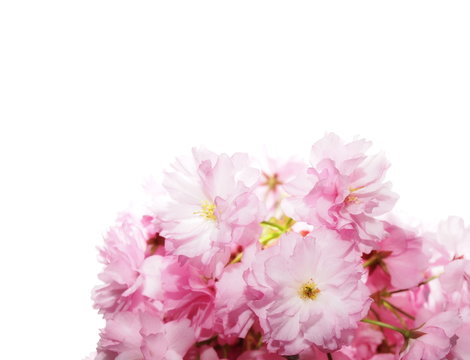 Cherry blossom, flowers isolated on white background