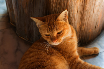 orange cat is sleep Close to a wooden pillar