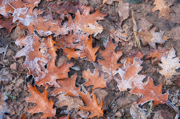Eichenbläter, Baiersbronn