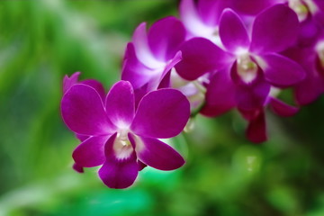 Naklejka na ściany i meble beautiful orchid in garden