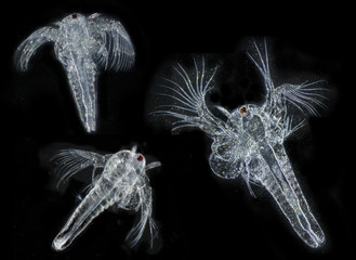 Artemia salina (photography from microscope 50x) plankton - obrazy, fototapety, plakaty