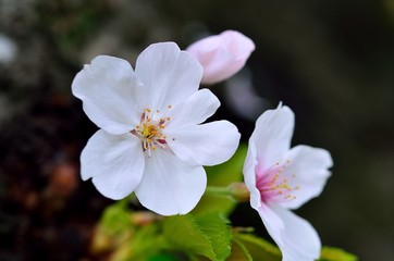 Fototapeta na wymiar sakura
