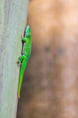 Madagascar day gecko