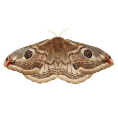 Emperor Moth (Saturnia pavonia) female, isolated on white