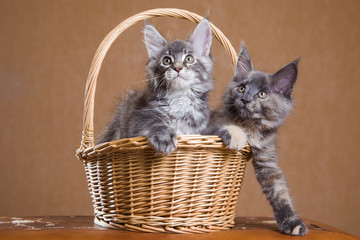 Fototapeta na wymiar two fluffy Maine Coon kitten sitting in a basket