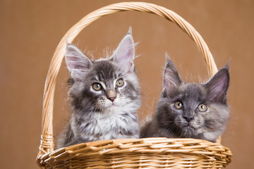 two fluffy Maine Coon kitten sitting in a basket