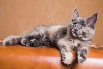 Naklejka premium Cute Maine Coon kitten