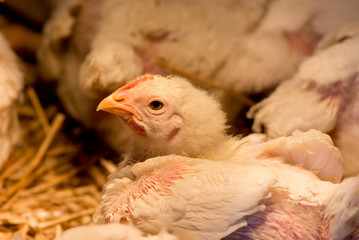 Chicken in barn