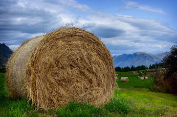 hay stack in a summer field