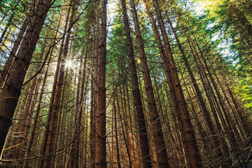 Fototapeta premium Sun Shining Through Forest Trees